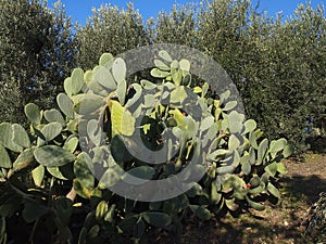 Fatty plant, fig tree photo