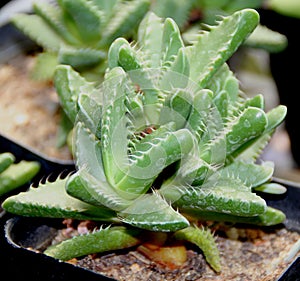 Faucaria tigrina, Tiger's jaw