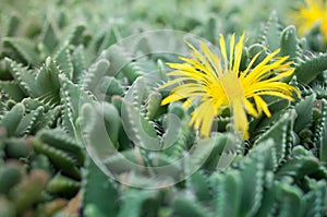 Faucaria tuberculosa - Yellow Flower Pebbled Tiger Jaws Cactus