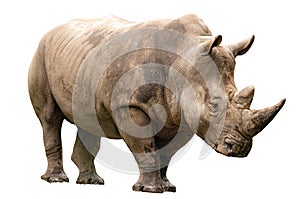 Fauna of the African savanna, endangered species and large mammals  concept theme with an adult rhino isolated on white background