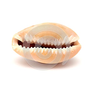 Fauna of Atlantic ocean around Gran Canaria - small cowrie shell,