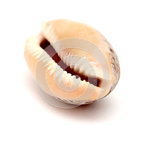 Fauna of Atlantic ocean around Gran Canaria - small cowrie shell, photo