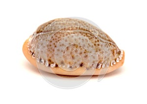 Fauna of Atlantic ocean around Gran Canaria - small cowrie shell, photo