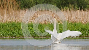 Fauna of Belarus. White mute swan flapping his wings or cygnus olor swimming in river pond lake in spring season