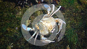 Fauna Black Sea. Swimming crab Macropipus holsatus