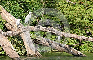 Fauna at Chiapas Mexico photo