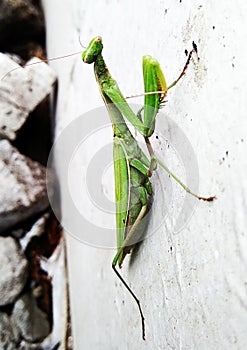 Fauna in the city. Mantis. Mantis in the city.