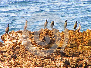 Fauna de Sant Antoni de Portmany photo