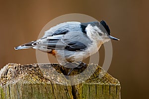 Fauna Feathered Birds Small White Breasted Nuthatch Closeup