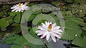Fauna and flora lotus natur beauty photo