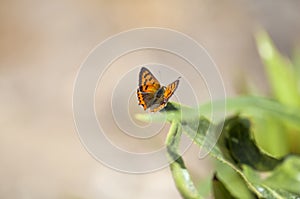 Fauna of Gran Canaria - Lycaena phlaeas