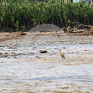 Da amazzonia un fiume 