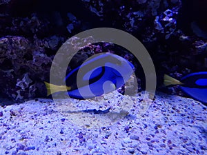 blue surgeonfish in saltwater aquarium