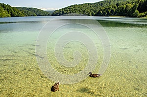 Fauna of Plitvice Lakes, ducks and fish in clear water.