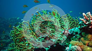 The fauna of the Red Sea. Static video of a coral reef in the Red Sea. Beautiful underwater background with fishes and corals
