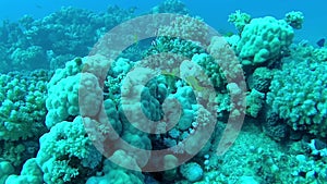 The fauna of the Red Sea. Static video of a coral reef in the Red Sea. Beautiful underwater background with fishes and corals