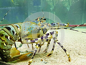 Fauna of seas and oceans. Blue lobster.