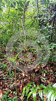 Fauna in Sinharaja forest