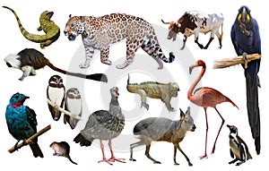 Fauna of South America set