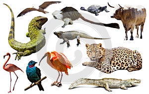 Fauna of South America set