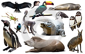 Fauna of South America set photo