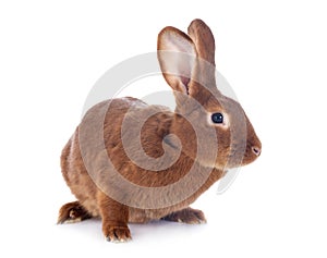 Fauve de Bourgogne rabbit photo