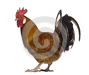 Fauve de Hesbaye rooster isolated on white photo