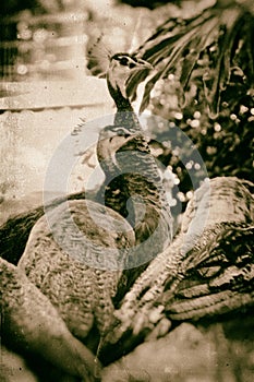 Faux antiqued image of peahens looking away photo