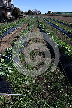 Fava bean cultivation.