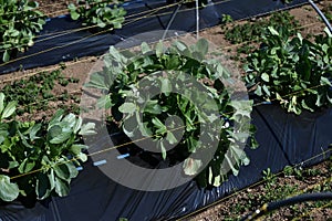 Fava bean cultivation.