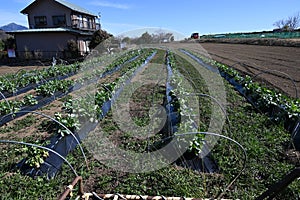 Fava bean cultivation.