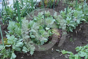 Fava bean cultivation in vegetable garden.