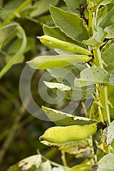 Fava bean plant