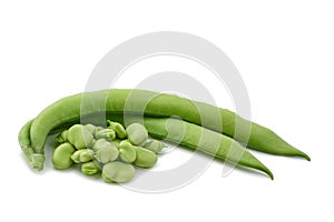 Fava bean Vicia faba