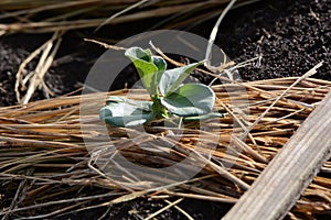 Fava beans sowing and germination.