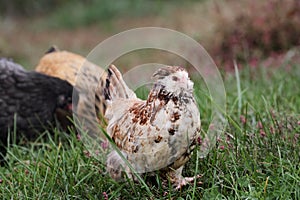 Faverolle pullet