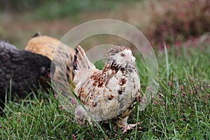 Faverolle pullet photo