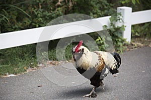 Faverolle Rooster Strutting