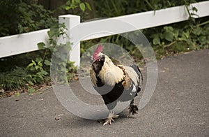 Faverolle Rooster Strutting