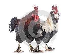 Faverolles and marans rooster