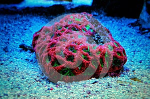 Favia coral is a genus of reef-building stony corals in the family Mussidae.