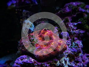 Favia coral is a genus of reef-building stony corals in the family Mussidae.