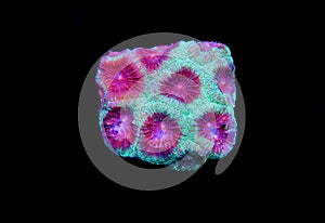 Favia coral is a genus of reef-building stony corals in the family Mussidae.