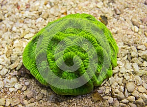 Favia coral.