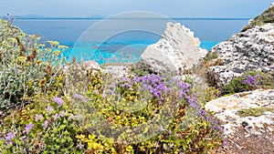 Favignana Island, Sicily. Mediterranean scrub flora right over the turquoise sea, with rosemary and other herbs and seasonings.