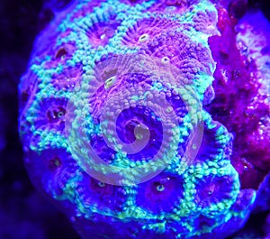 Favites brain coral