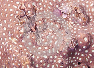 Favites Coral (closeup)