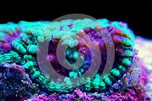 Favites is a genus of polyp stony corals in the family Merulinidae