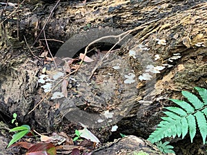 Favolus tenuiculus and Asplenium wrightii Eaton on rotten wood at Daluntou Mountain in Neihu, Taipei