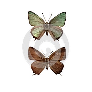 Favonius jezoensis butterflies isolated on white background. photo